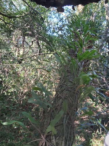 Mini Samambaia Cipó (Microgramma squamulosa)