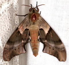 Coequosa australasiae
