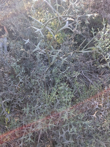Anchor plant (Colletia paradoxa)