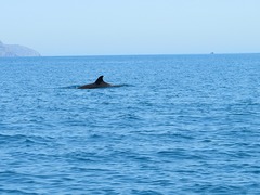 Tursiops truncatus ponticus