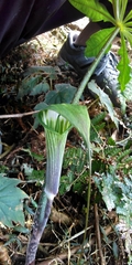 Arisaema formosanum