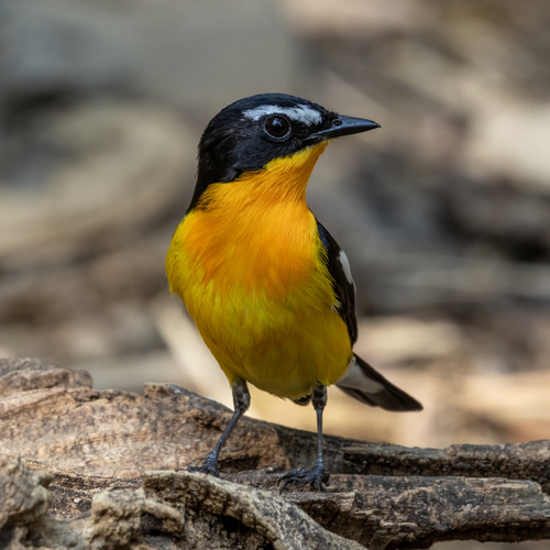 Yellow-rumped Flycatcher (Ficedula zanthopygia), photo 3
