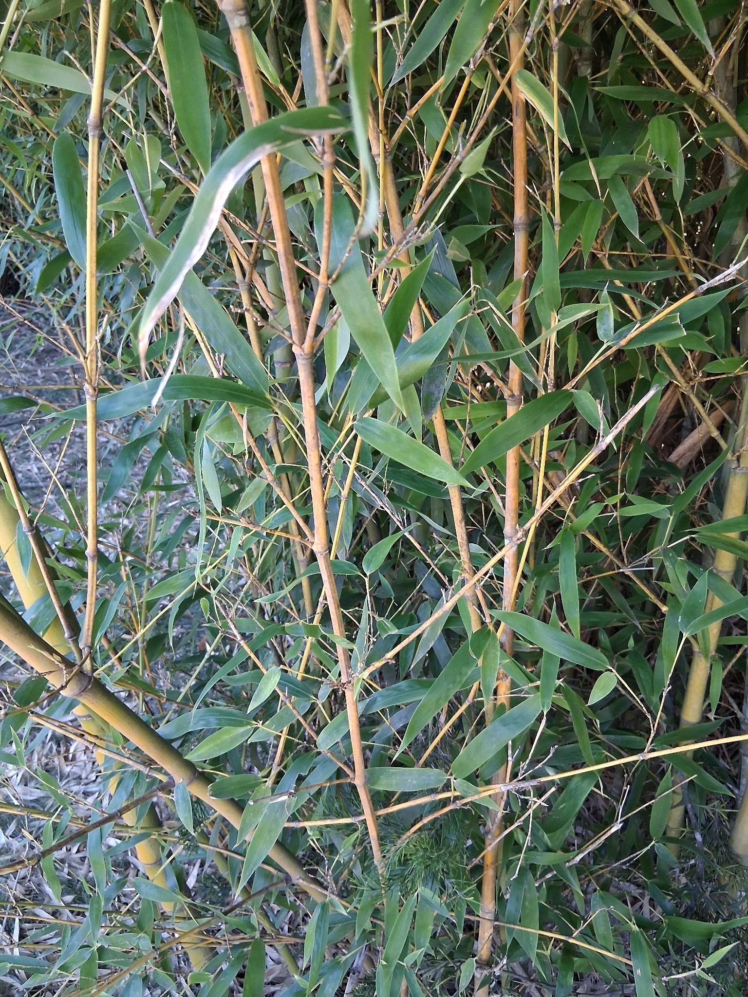 Golden Bamboo (Phyllostachys aurea)