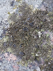 Xanthoparmelia pulla