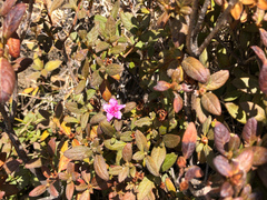 Rhododendron rubropilosum taiwanalpinum