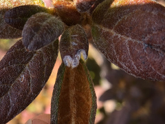 Rhododendron rubropilosum taiwanalpinum