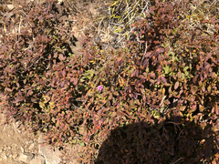 Rhododendron rubropilosum taiwanalpinum