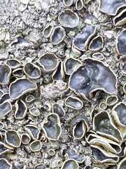 Xanthoparmelia pulla