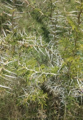 Sweet Thorn