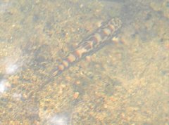 Liniparhomaloptera disparis