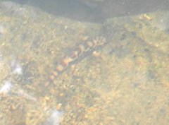 Liniparhomaloptera disparis