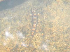 Liniparhomaloptera disparis