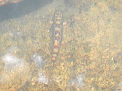 Liniparhomaloptera disparis