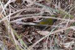 Liocichla steerii