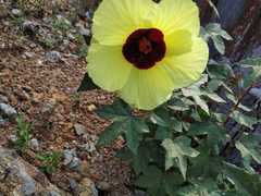 Hibiscus ovalifolius