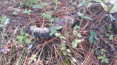 Salvia ramamoorthyana