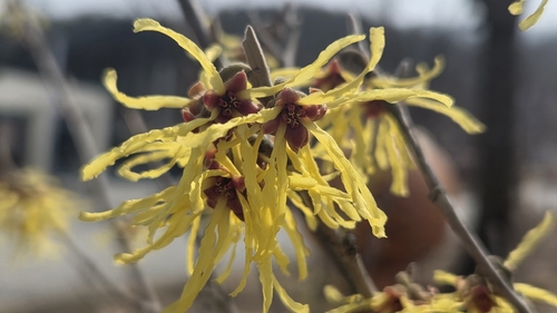 Hamamelis japonica observed 2026-03-26