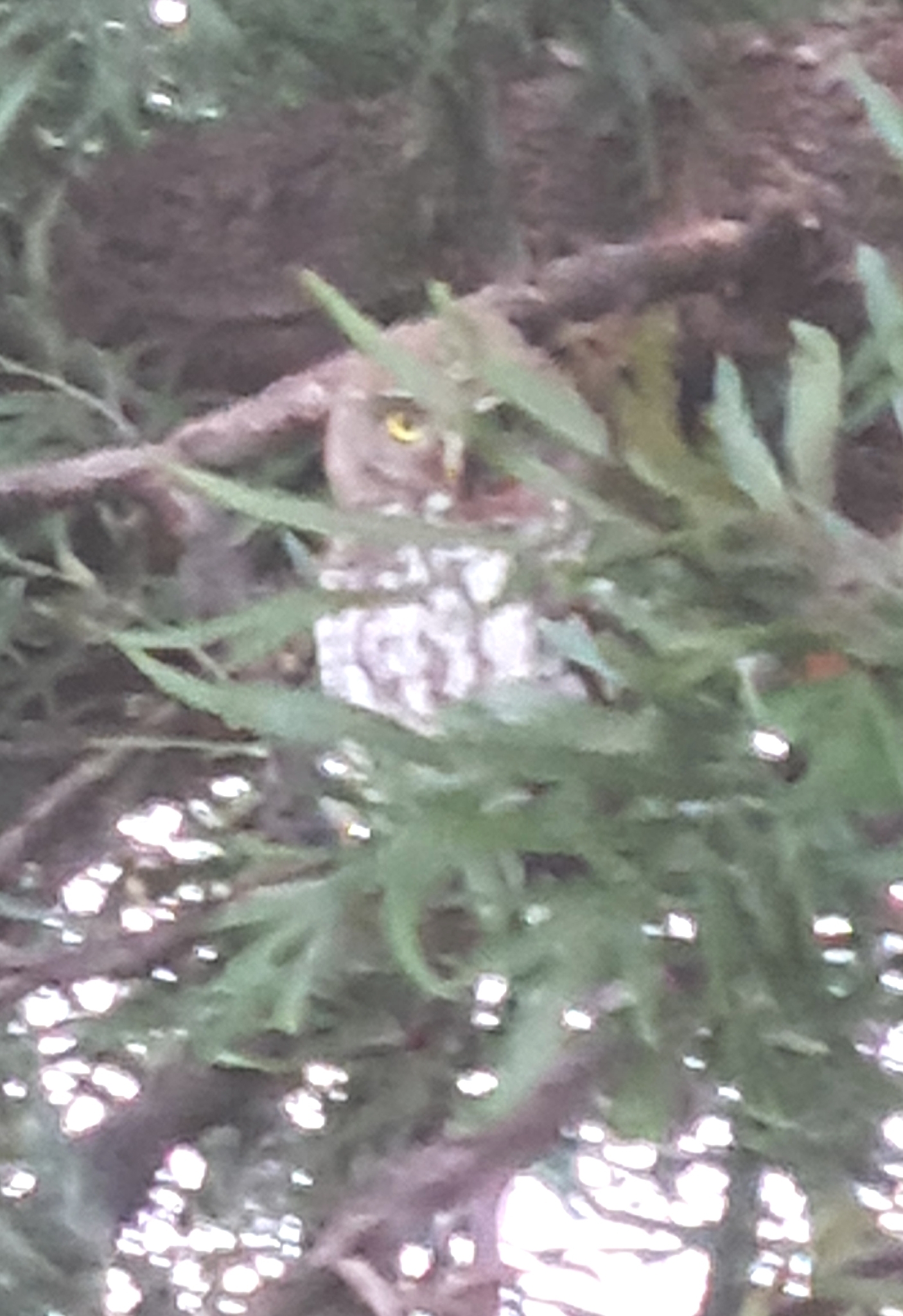 Pearl-spotted Owlet (Glaucidium perlatum), photo 2