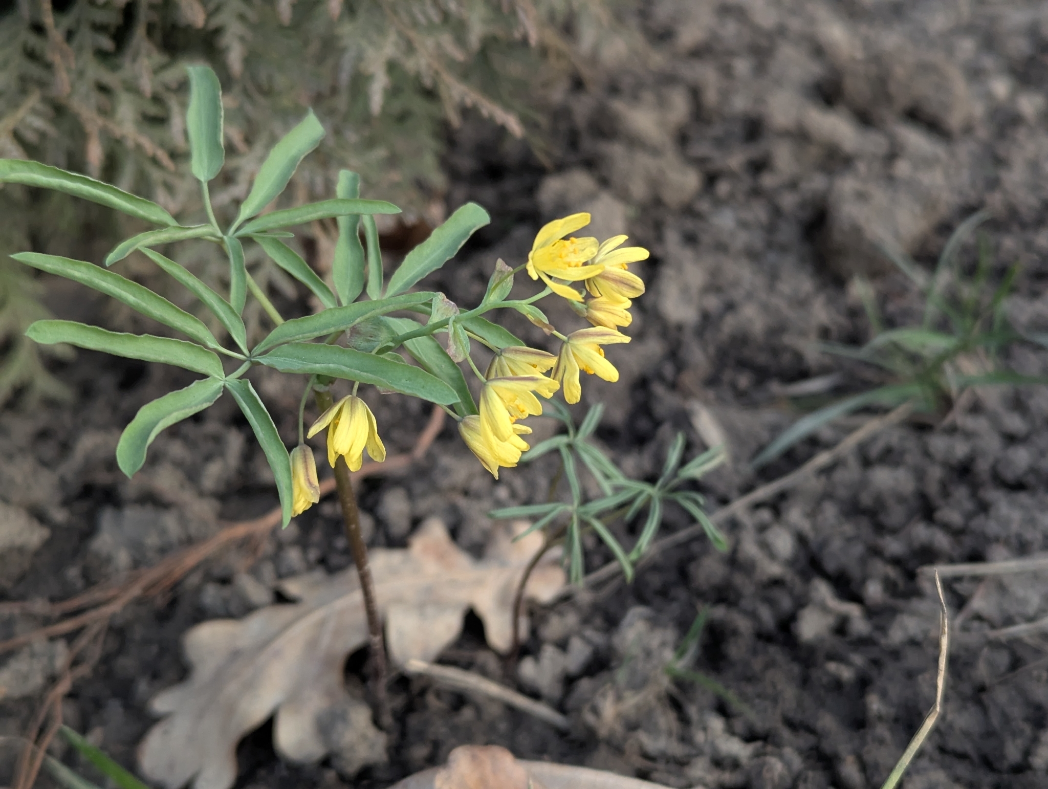 Gymnospermium Altaicum (Gymnospermium altaicum)