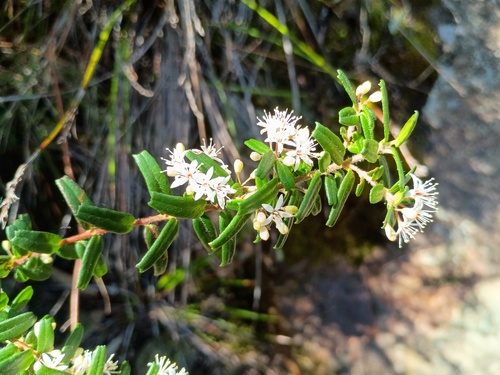 Leionema bilobum, photograph 3