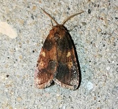 Spodoptera pectinicornis