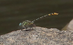Austrogomphus australis