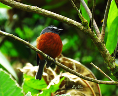 Ochthoeca cinnamomeiventris