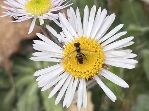 Unknown species found near Tennessee, US