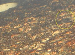 Rhinogobius duospilus