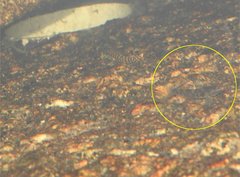 Rhinogobius duospilus