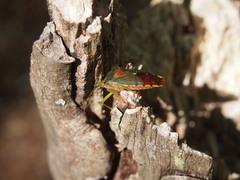 Acanthosoma denticaudum