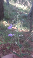 Salvia thyrsiflora