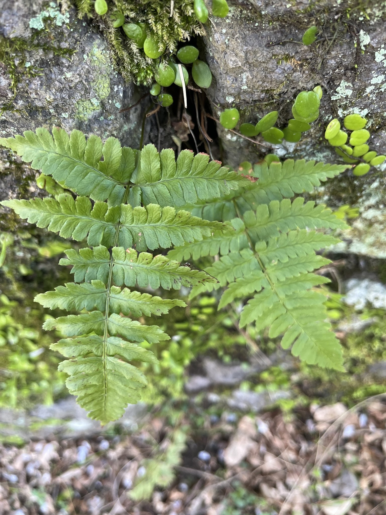 Autumn Fern (Dryopteris erythrosora)