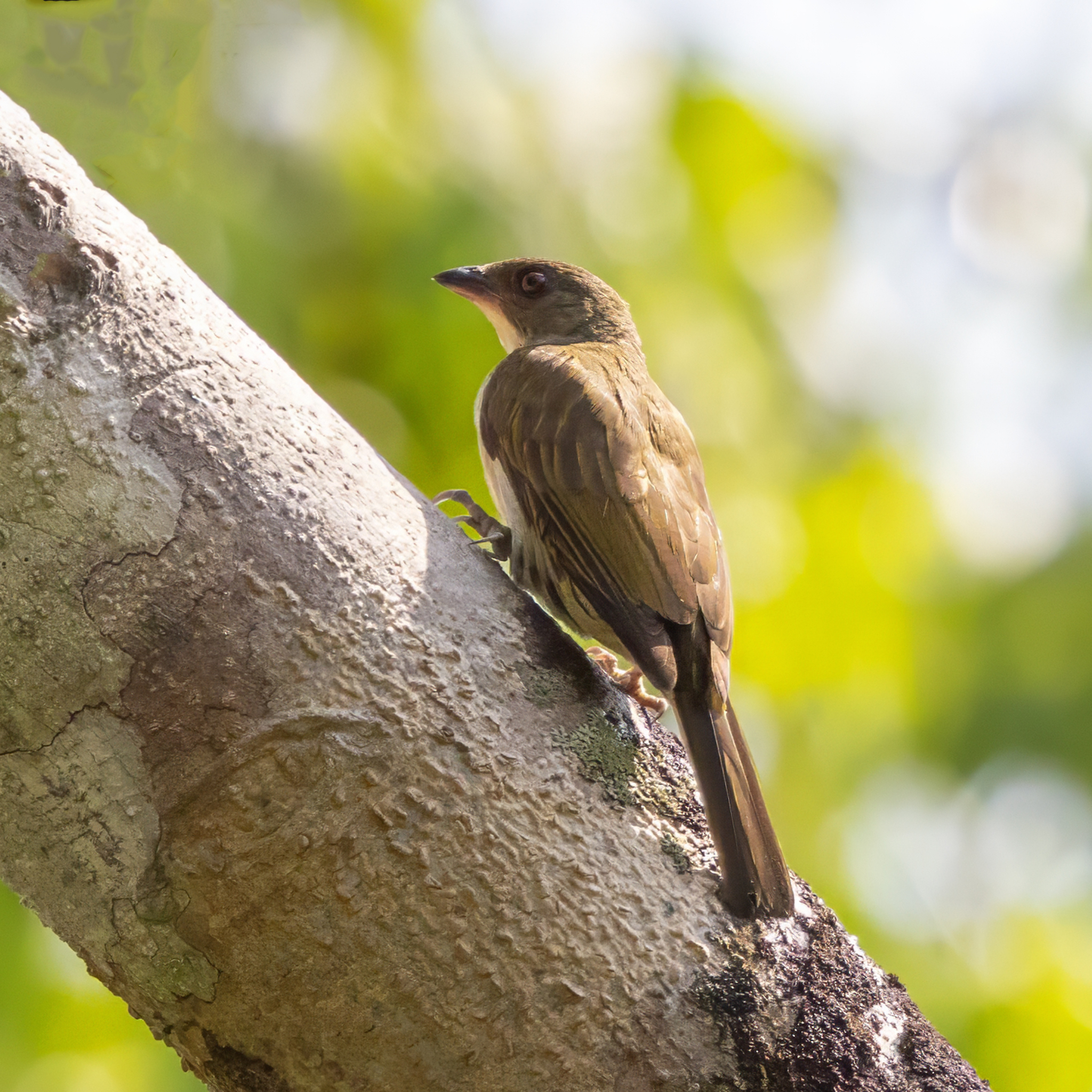 Malaysian Honeyguide (Indicator archipelagicus), photo 1