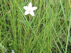 Wahlenbergia krebsii