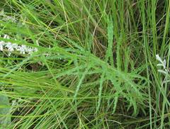 Wahlenbergia krebsii