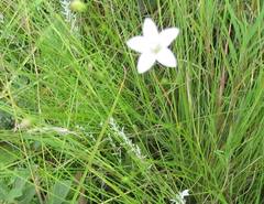 Wahlenbergia krebsii