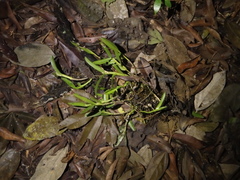 Epidendrum cardiophorum
