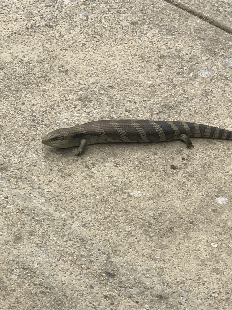 Eastern Blue-tongued Skink from Crossing Road, Aberfoyle Park, SA, AU ...