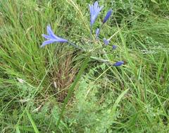 Agapanthus campanulatus
