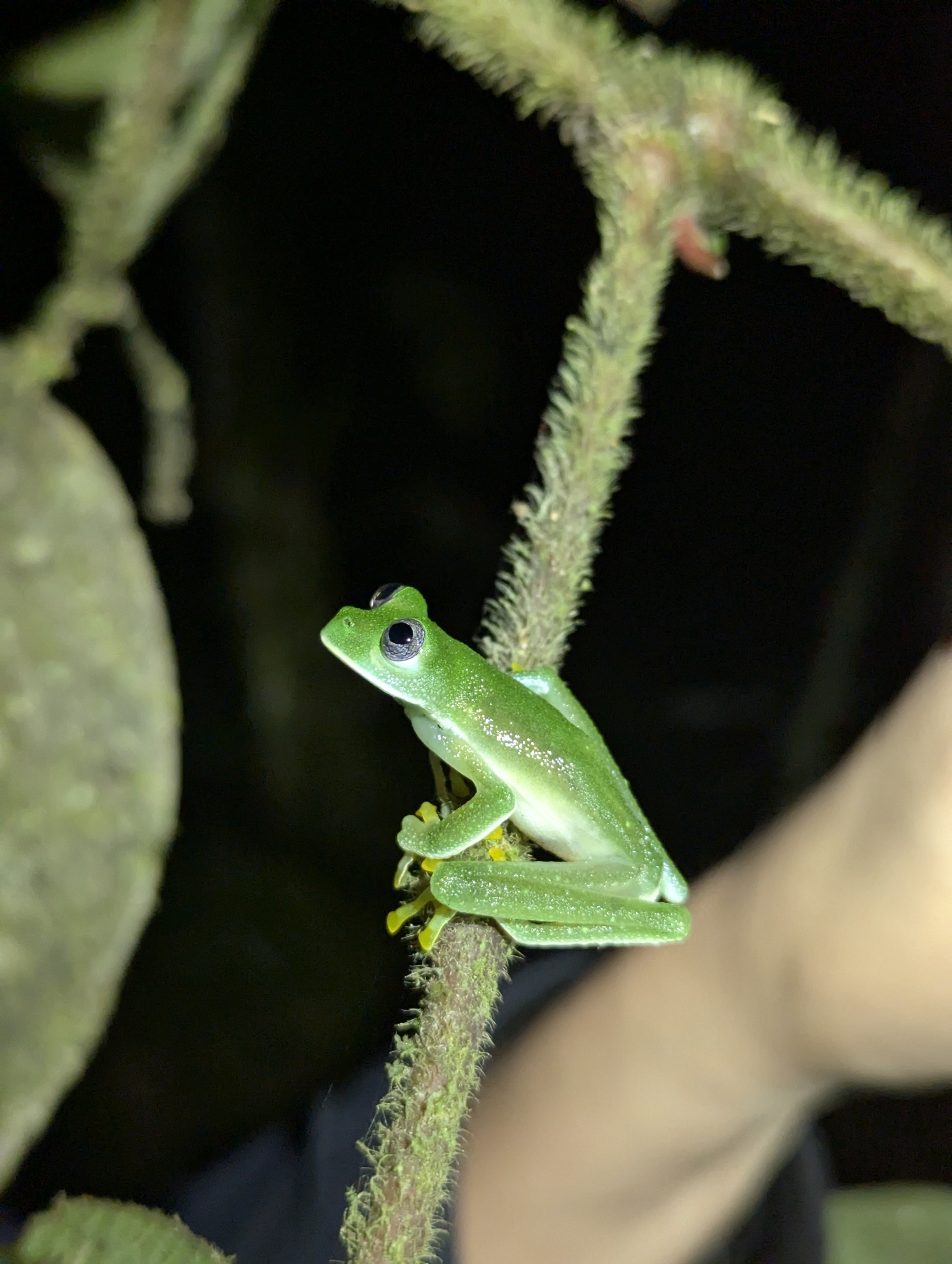 Nymphargus viglei