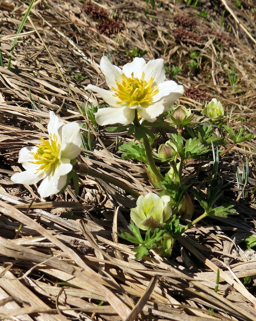 Trollius komarovii