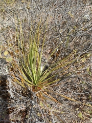 Nolina durangensis