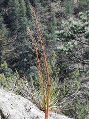 Nolina durangensis
