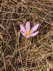 Colchicum bulbocodium versicolor