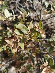 Quercus striatula