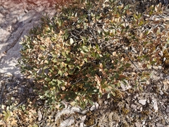 Quercus striatula