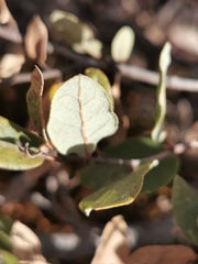 Quercus striatula