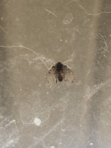 Unknown species found near Anna