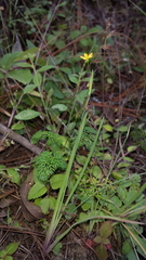 Sisyrinchium cernuum